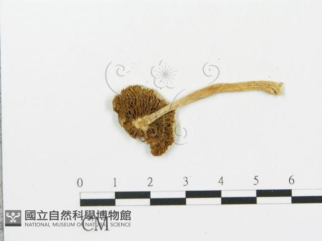 登錄號:F0003518藏品圖，第3張