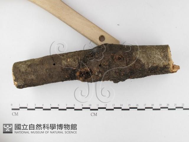 微皮傘屬藏品圖，第3張