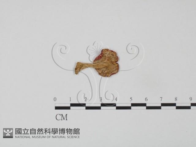 登錄號:F0011118藏品圖，第3張