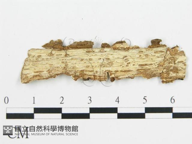 登錄號:F0012118藏品圖，第3張