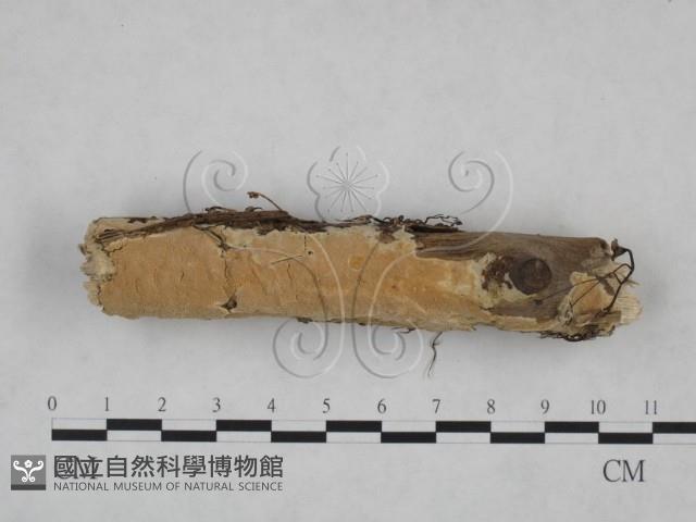 登錄號:F0025118藏品圖，第3張