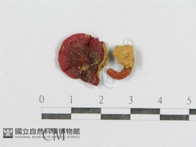 紅菇屬藏品圖，第3張