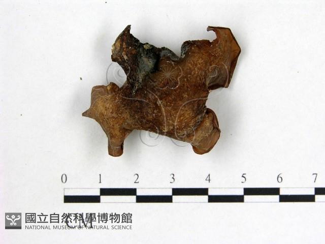 木耳屬藏品圖，第3張