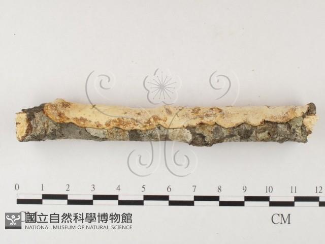 登錄號:F0026018藏品圖，第3張