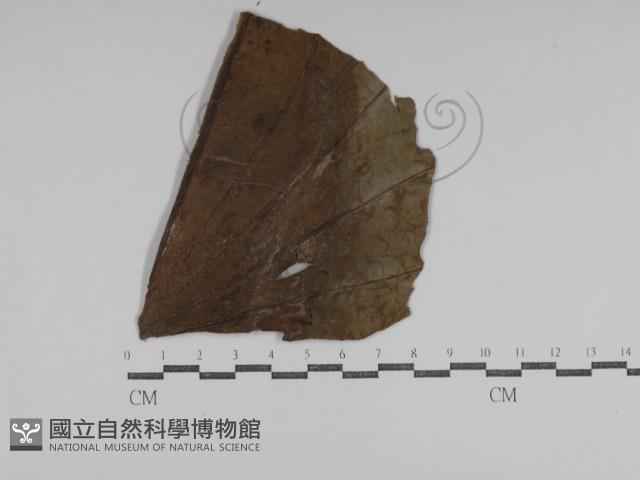 登錄號:F0031018藏品圖，第1張