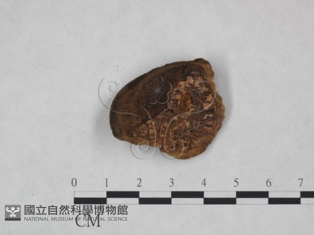 纖孔菌屬藏品圖，第3張