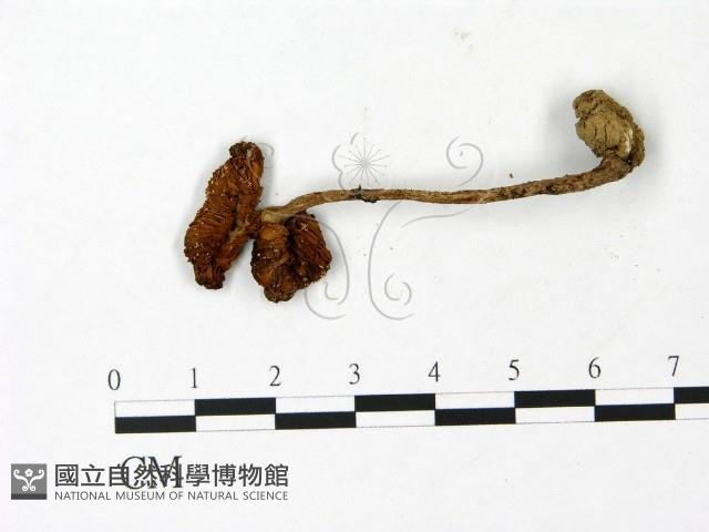 鵝膏屬藏品圖，第3張