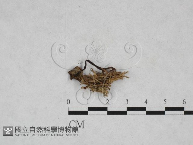登錄號:F0028318藏品圖，第3張