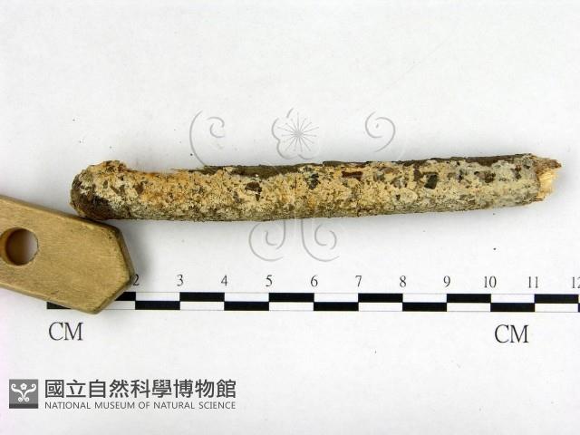 登錄號:F0000318藏品圖，第3張