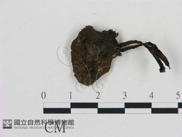 登錄號:F0016318藏品圖，第3張