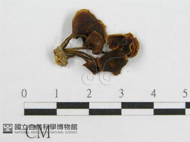 登錄號:F0014318藏品圖，第3張