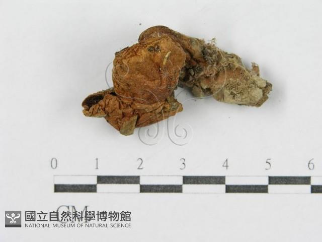 登錄號:F0002318藏品圖，第3張