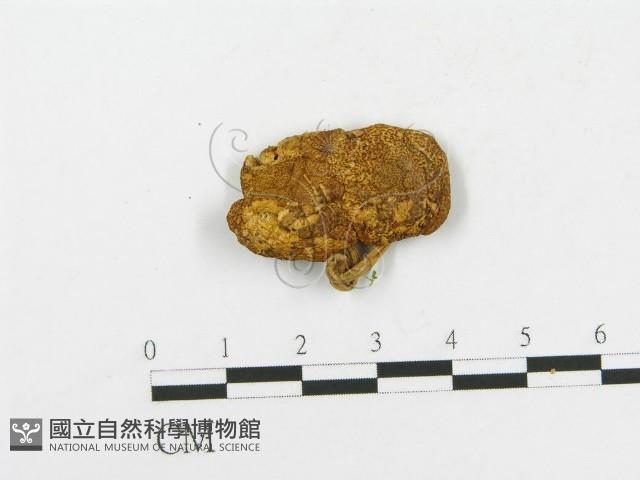 登錄號:F0012318藏品圖，第3張