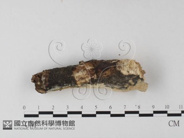 登錄號:F0025318藏品圖，第3張