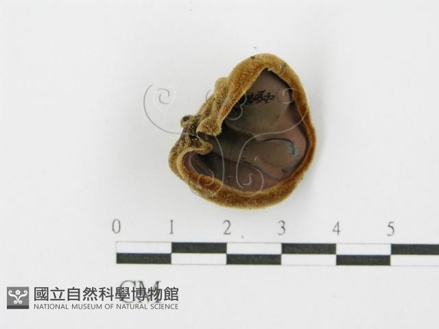 毛木耳藏品圖，第3張