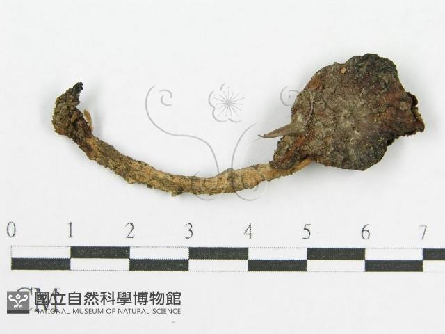 登錄號:F0013318藏品圖，第3張