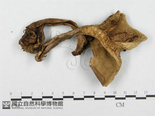 登錄號:F0008258藏品圖，第3張