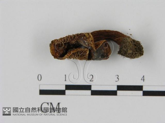 乳菇屬藏品圖，第3張