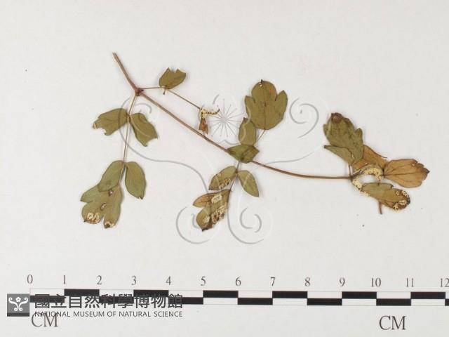 登錄號:F0026258藏品圖，第4張