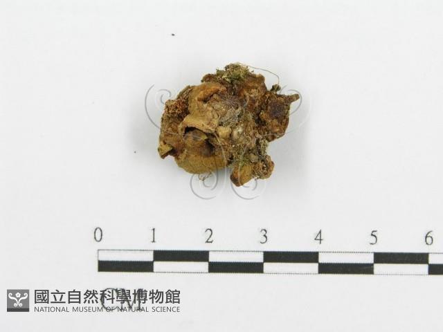 登錄號:F0016258藏品圖，第3張
