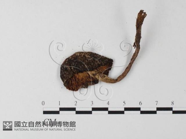 登錄號:F0001258藏品圖，第3張