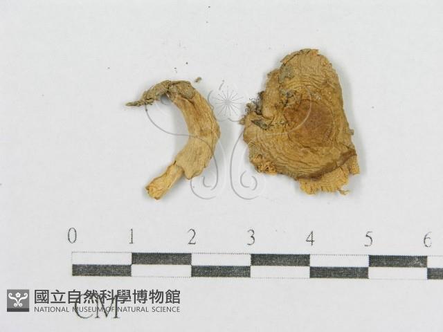 紅菇屬藏品圖，第3張