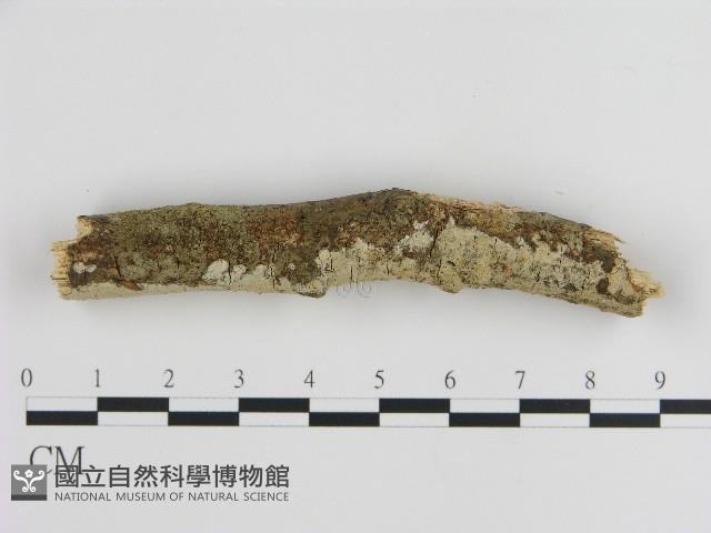 刺皮菌屬藏品圖，第3張