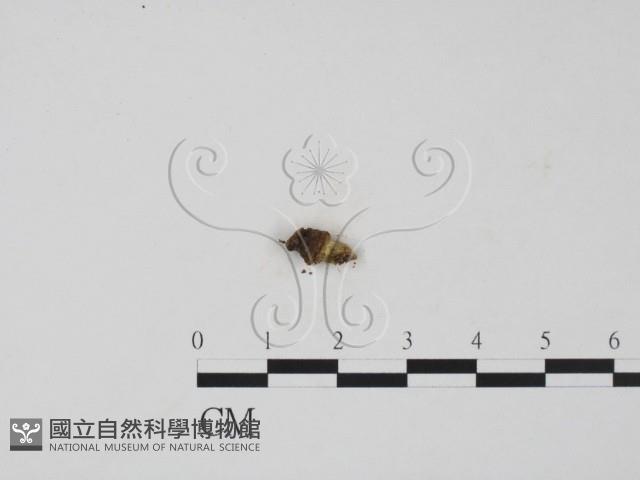 登錄號:F0012258藏品圖，第3張