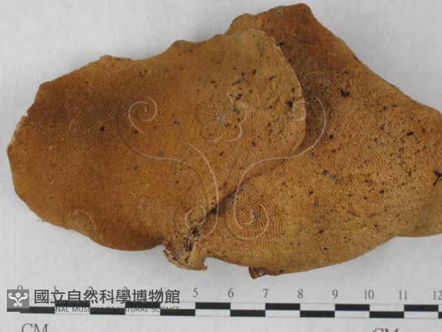 登錄號:F0027258藏品圖，第3張