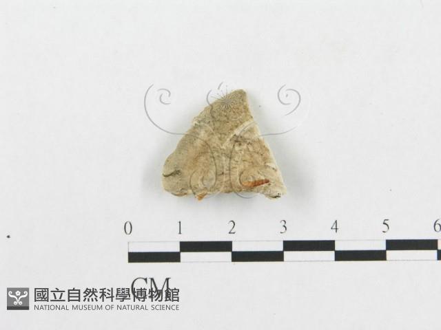 登錄號:F0007258藏品圖，第3張