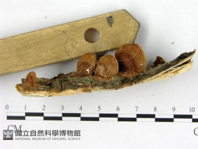 登錄號:F0017258藏品圖，第1張