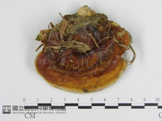 登錄號:F0005258藏品圖，第3張