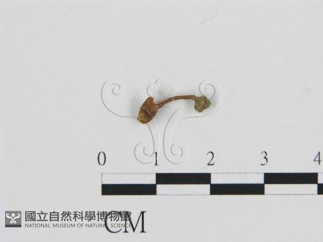 濕傘屬藏品圖，第3張