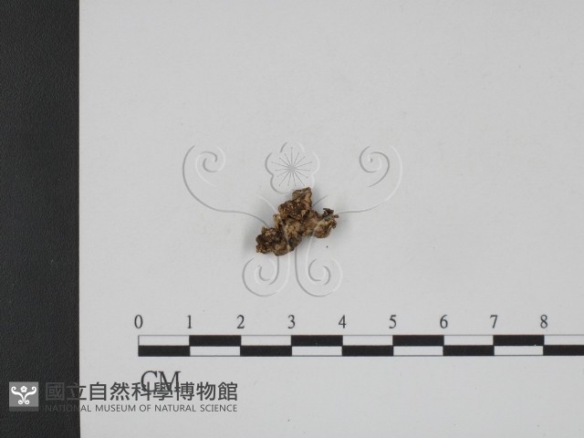 登錄號:F0008858藏品圖，第3張