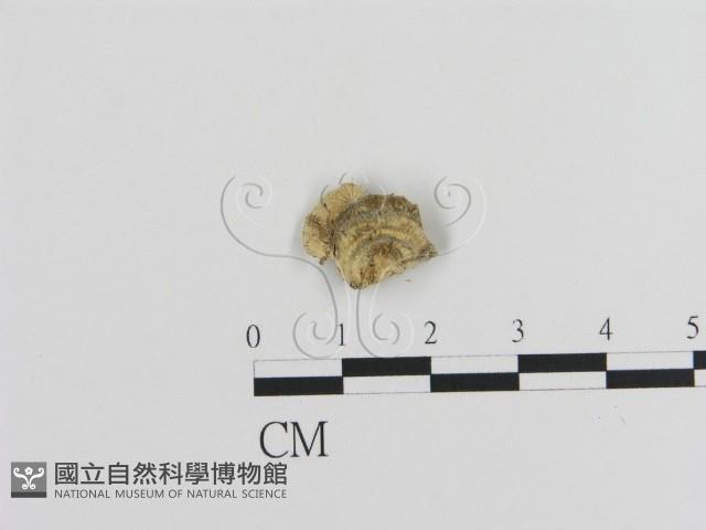 登錄號:F0020858藏品圖，第3張