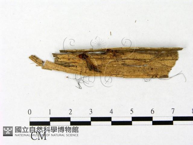微皮傘屬藏品圖，第3張