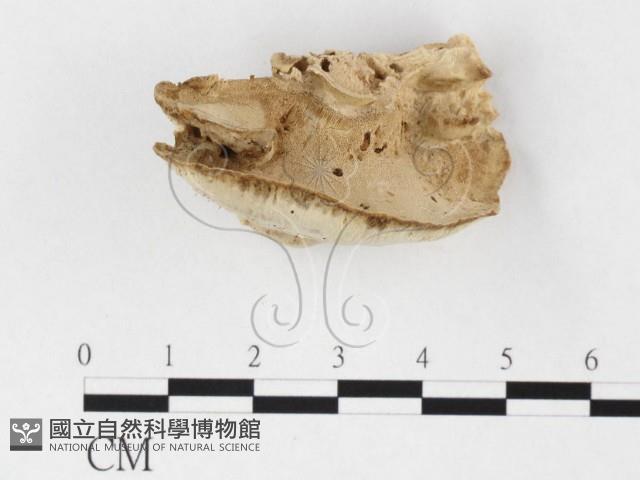 登錄號:F0026858藏品圖，第3張