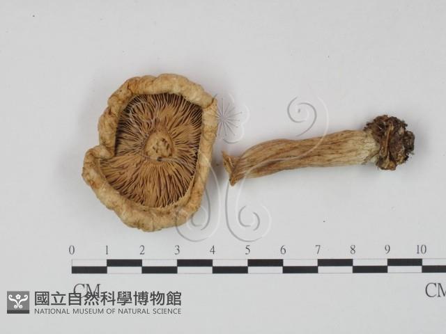 乳菇屬藏品圖，第3張