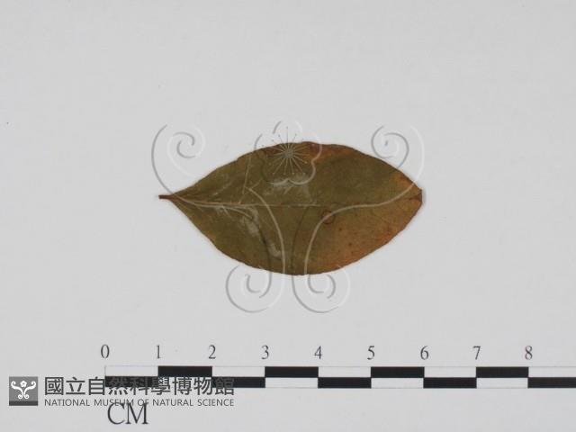 登錄號:F0011858藏品圖，第3張