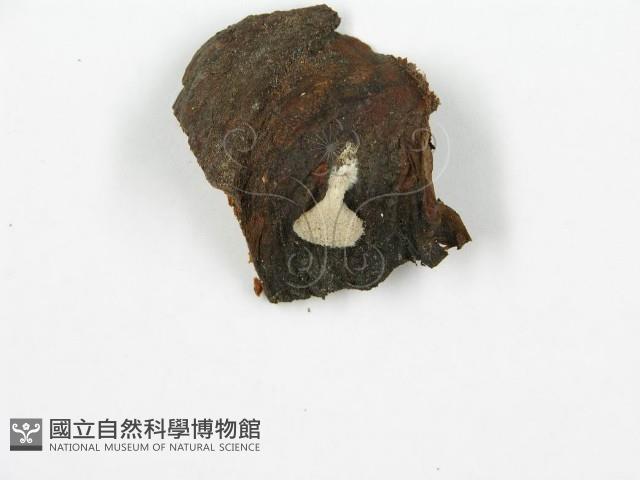 裂褶菌藏品圖，第3張
