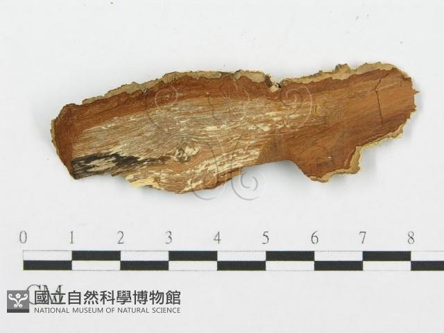 登錄號:F0014858藏品圖，第3張