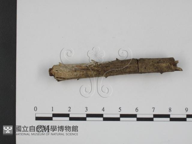 登錄號:F0007858藏品圖，第3張