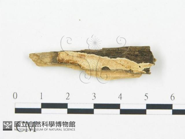 登錄號:F0017858藏品圖，第1張