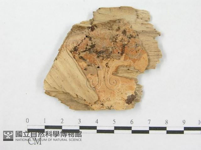 登錄號:F0000958藏品圖，第3張