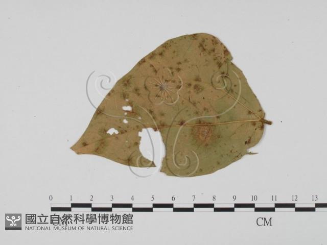 登錄號:F0011958藏品圖，第1張