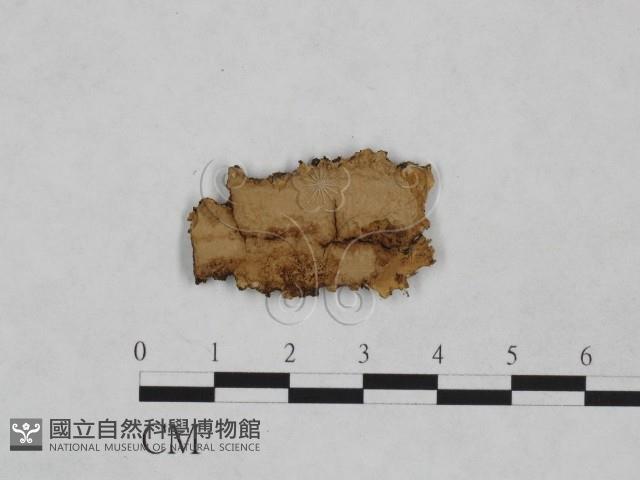 館號:F0024958藏品圖，第3張