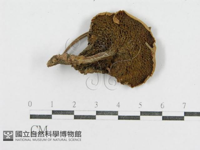 登錄號:F0004958藏品圖，第3張