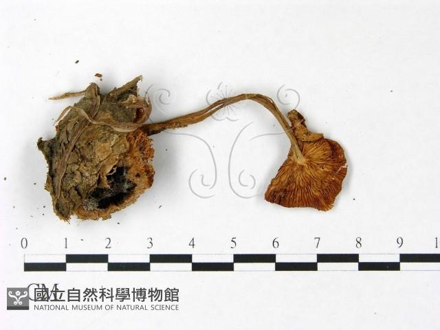 登錄號:F0022958藏品圖，第3張