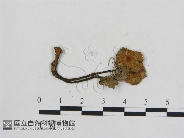 小菇屬藏品圖，第3張