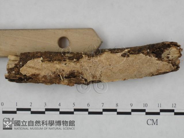 登錄號:F0007958藏品圖，第3張